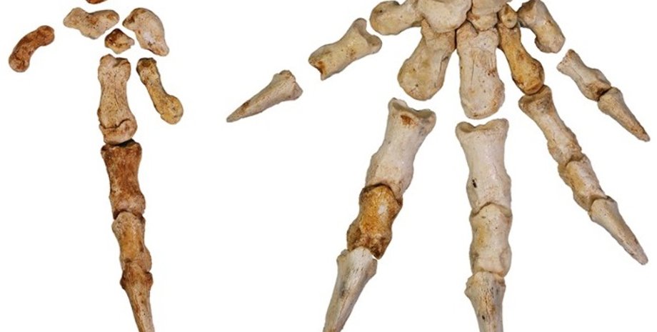 кенгуру, дерева, рештки