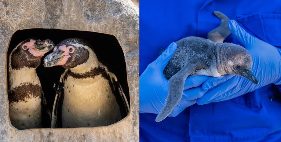 одностатева пара пінгвінів пташеня