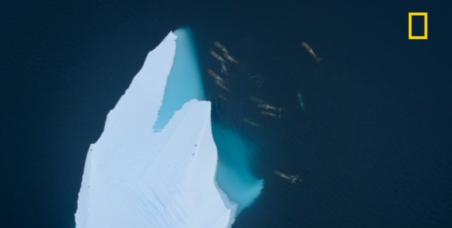 косатки, косатки СПА, косатки айсберг