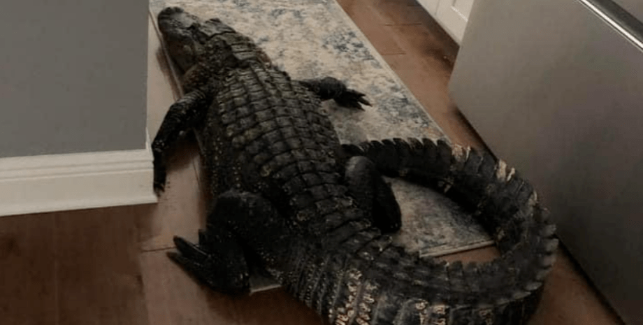 Крокодил залез в дом к жительнице США, звери в доме, курьезы, незваные гости, приколы, хищники, фото
