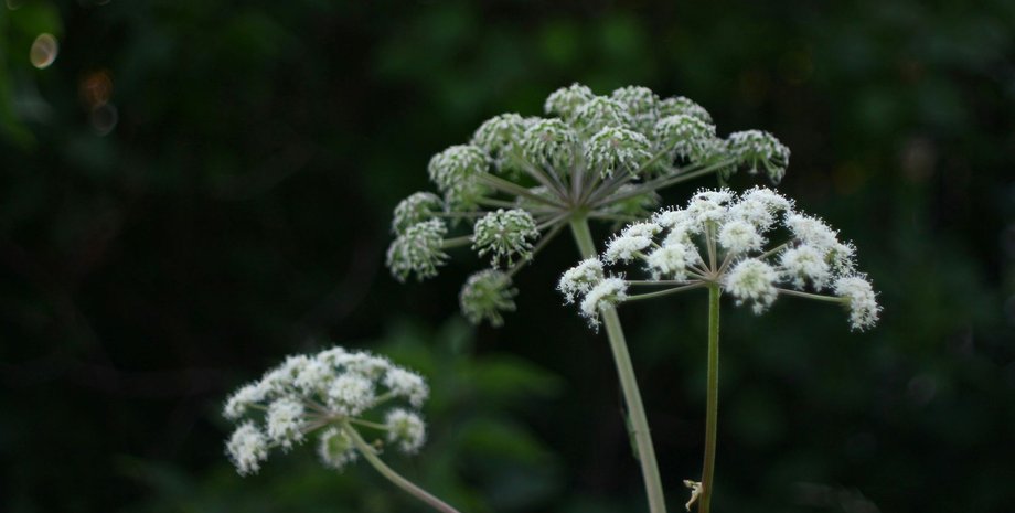 Опасное растение борщевик