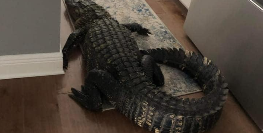 Крокодил залез в дом к жительнице США, звери в доме, курьезы, незваные гости, приколы, хищники, фото