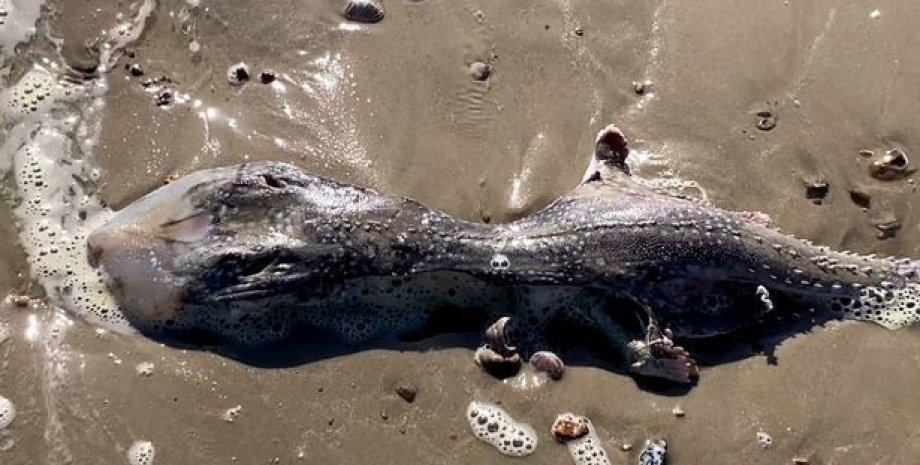 Существо, морское существо Существо, морское существо, находка