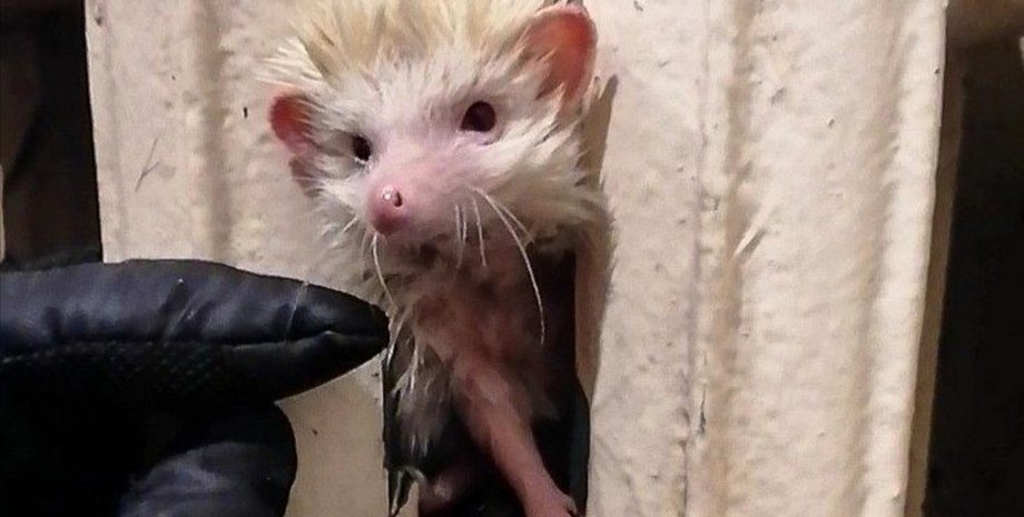 ежик, батарея, спасение