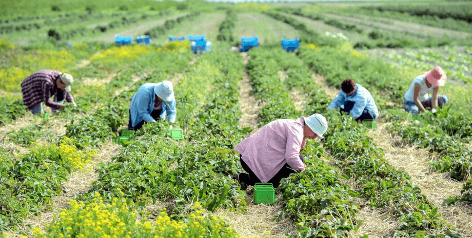 українці, заробітчани у Польщі