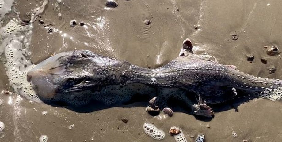 Существо, морское существо, находка