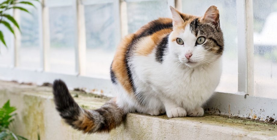 кот, подоконник, фото