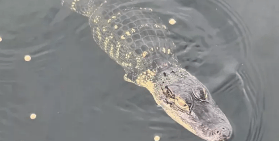 Флорида, домашний пруд, аллигатор без передних лап, местные черепахи