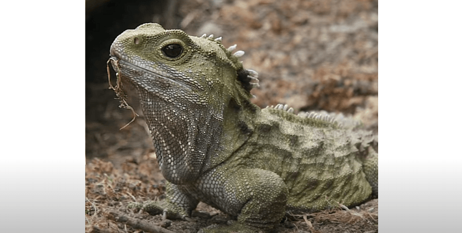 Туатара Генри