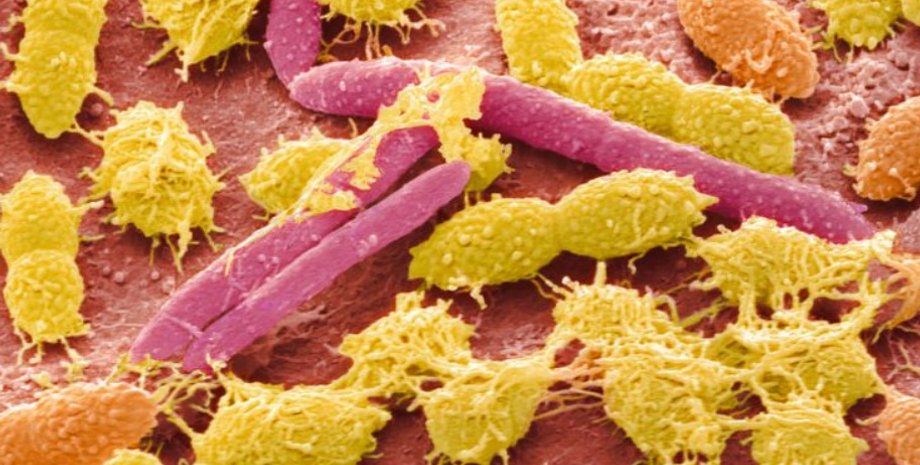 обелиск, микробиом