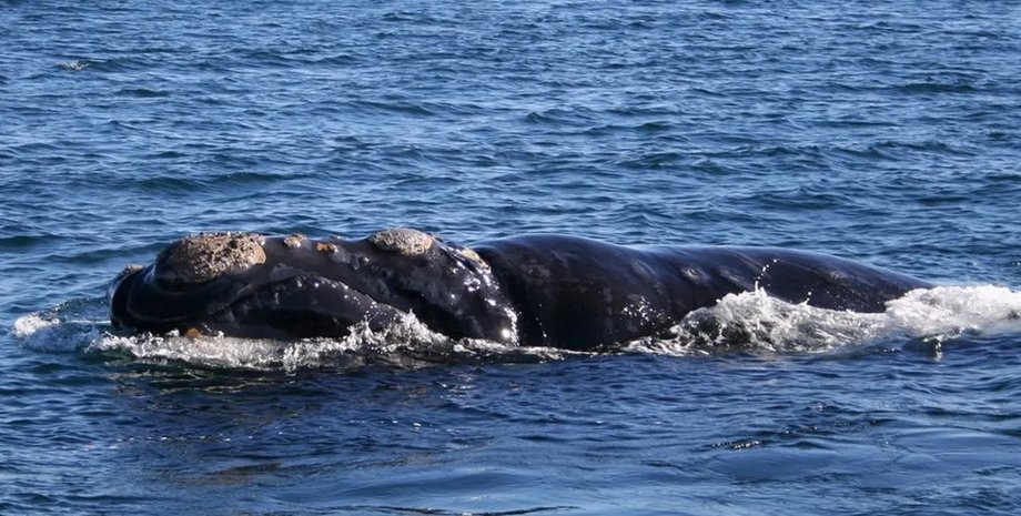 південний кит