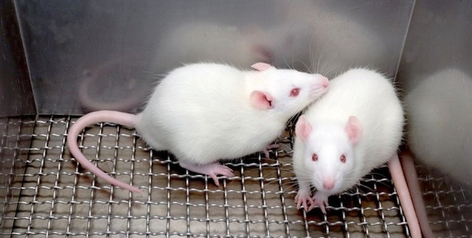 Фото: VistaNews.ru