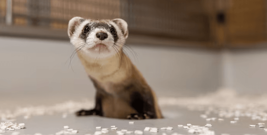 хорек, вид, исчезновение, клонирование, ученые, генетика, природа, клетки, чернолапый хорек, млекопитающие, Северная Америка, популяция, выживание