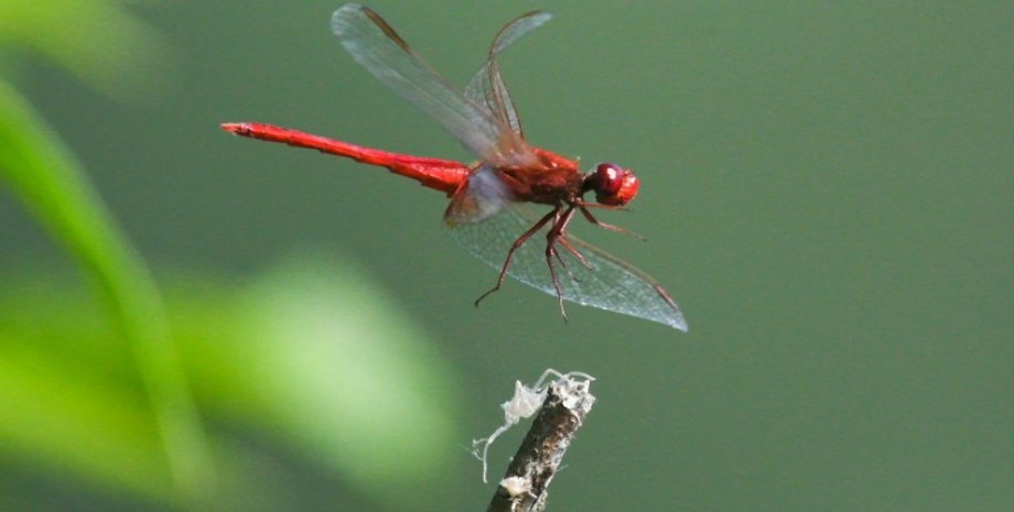 Фото: Bangkok Post