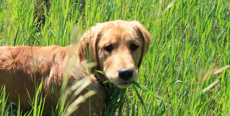 собака, трава, поедание травы, фото