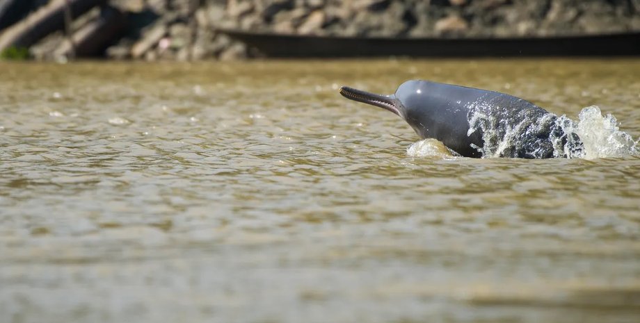 мікропластик у тілі дельфіна дельфін мікропластик