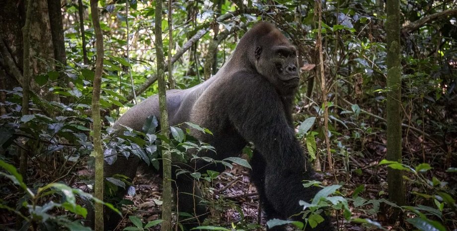равнинная горилла, горилла кинго