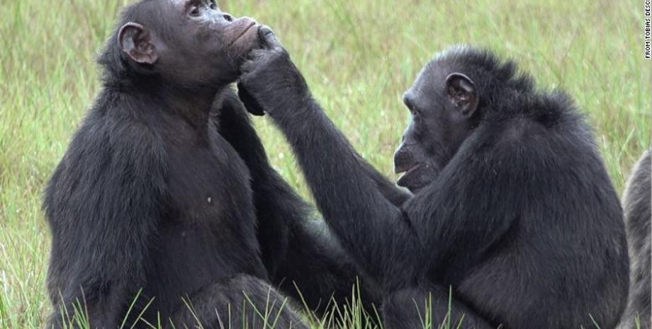 шимпанзе, соціальні навички, шимпанзе надають медичну допомогу, мавпи лікують