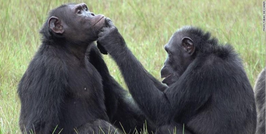 шимпанзе, социальные навыки, шимпанзе оказывают медицинскую помощь, обезьяны лечат