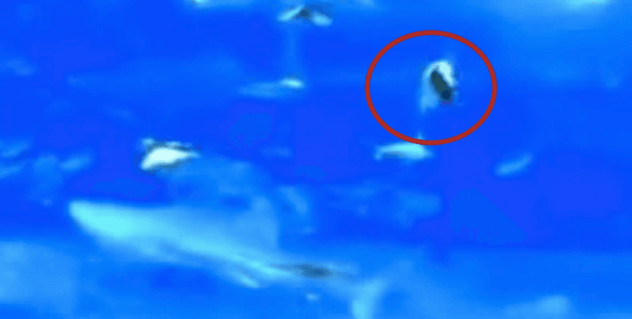 Тунець в океанаріумі