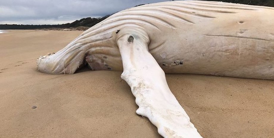 горбатый кит