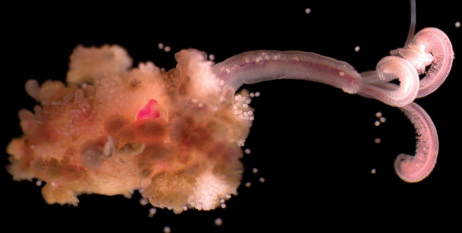черви Osedax, черный фон, фото