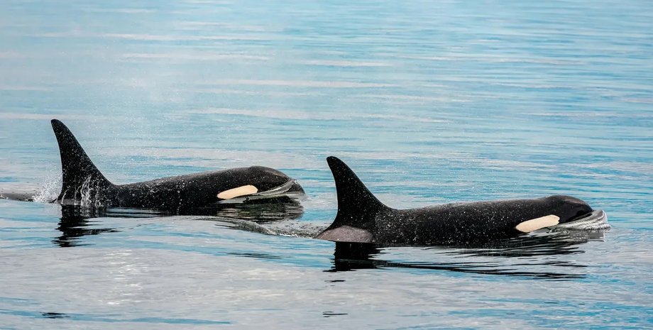 народження косатки