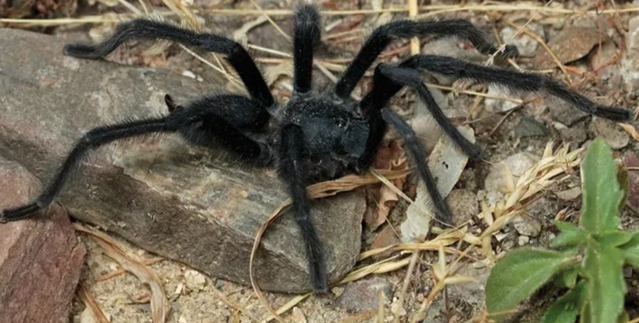 тарантул новый вид Satyrex ferox