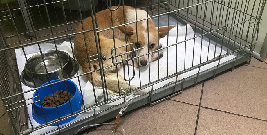 Фото: Диана Давитян