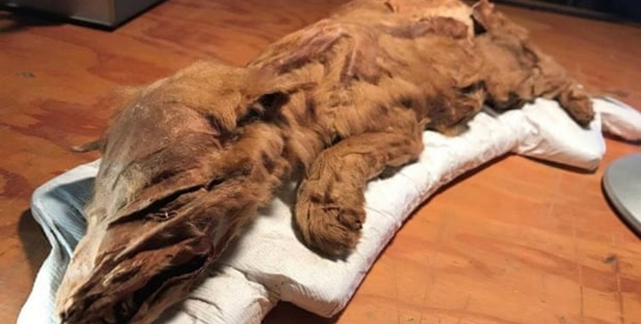 Мумия волчонка. Фото: Government of Yukon