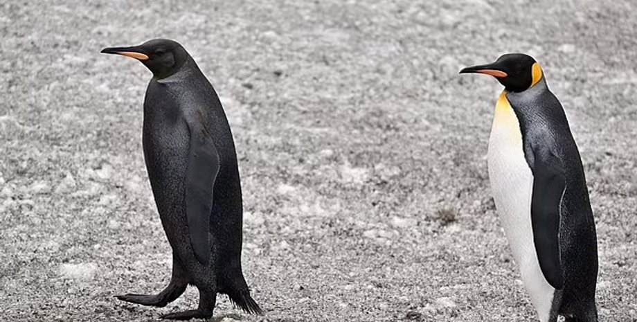 пингвин, пингвин меланизм, пингвин черный