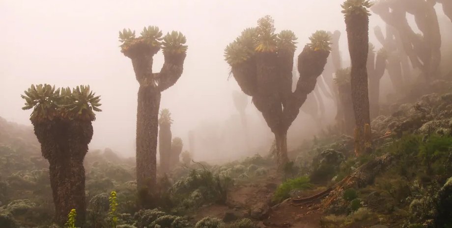 гигантский крестовик