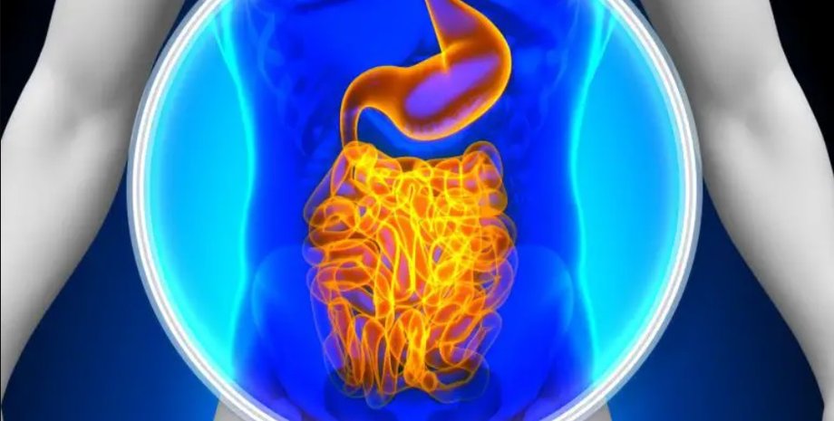 шлунок, кишечник, шлунок