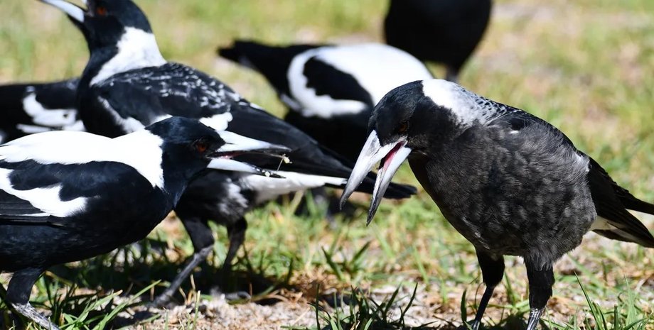 сороки, сороки агрессия, сороки глупость