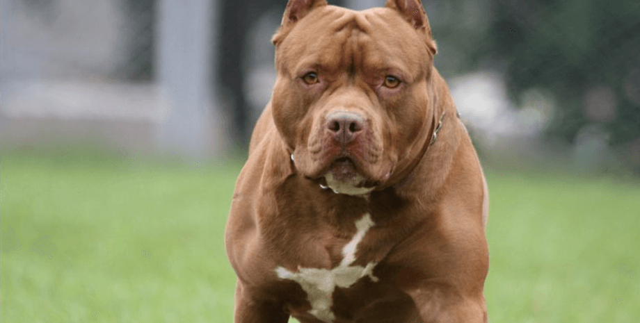 Напав собака, пітбуль, інфекція, операція, врятувала доньку, собака напав на жінку, агресивна тварина, жертва,