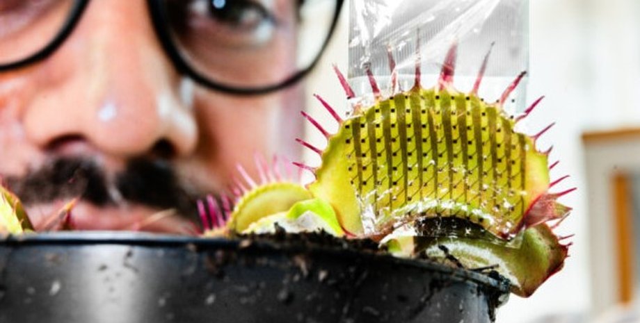 венерина мухоловка, мухоловка, плотоядное растение