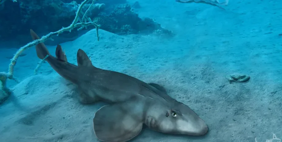 акула, исследование, история, окаменелость, юрский период, древние животные