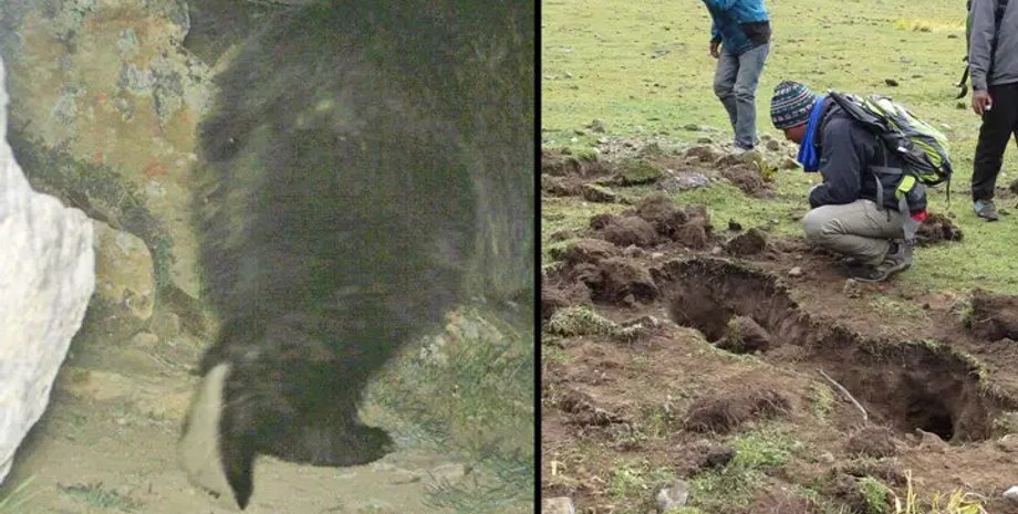 Мифы, слухи, легенды, йети, медведи