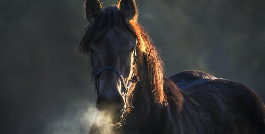 Лошадь, Авто, Автомобили, Фото, Видео, Инцидент, Курьезы, Toyota Camry, Лобовое стекло, ДТП, Авария
