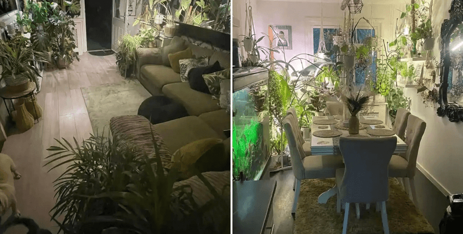 Дом с растениями высмеяли в сети