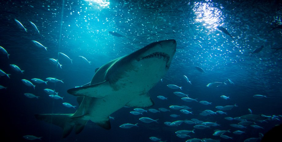 океан, мегалодон, акулы, зубы