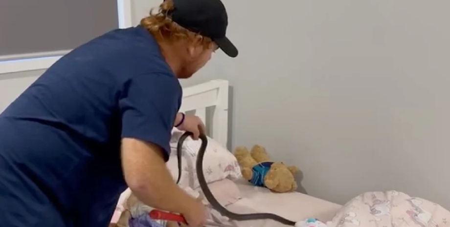 Змею в постели дочери нашла семья из Австралии, находки, курьезы, интересные истории, странные случаи, рептилии, фото