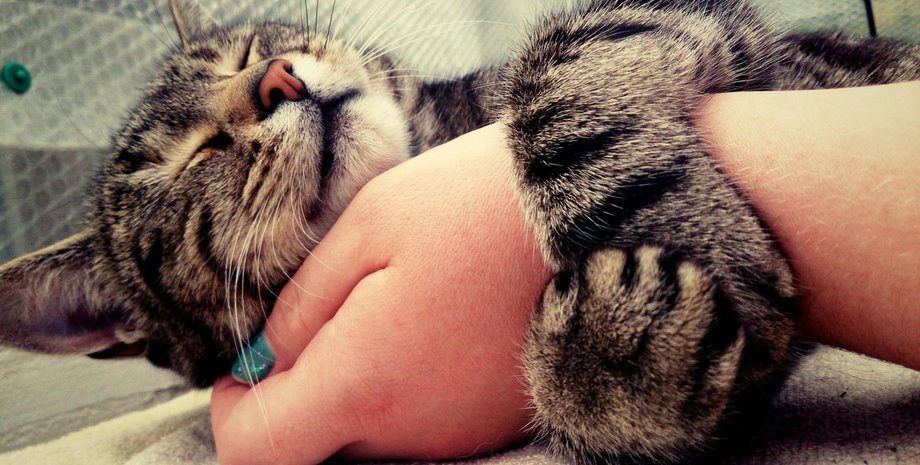 кот и хозяин