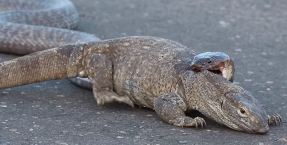 Фото: Скриншот