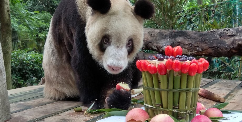 Панда Синь Синь, 38 день рождения