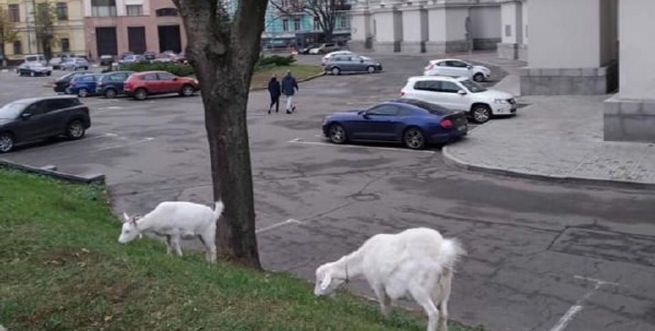 Фото: Сегодня