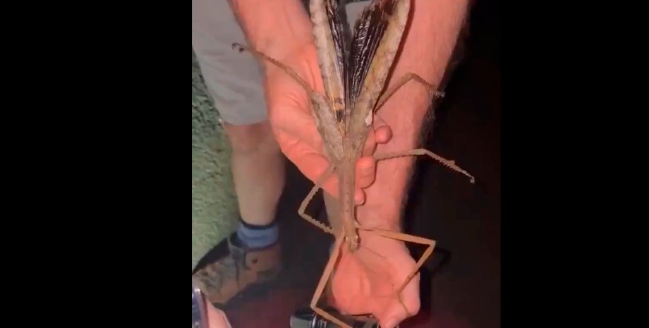 палочник, новый вид палочника, Австралия, насекомые