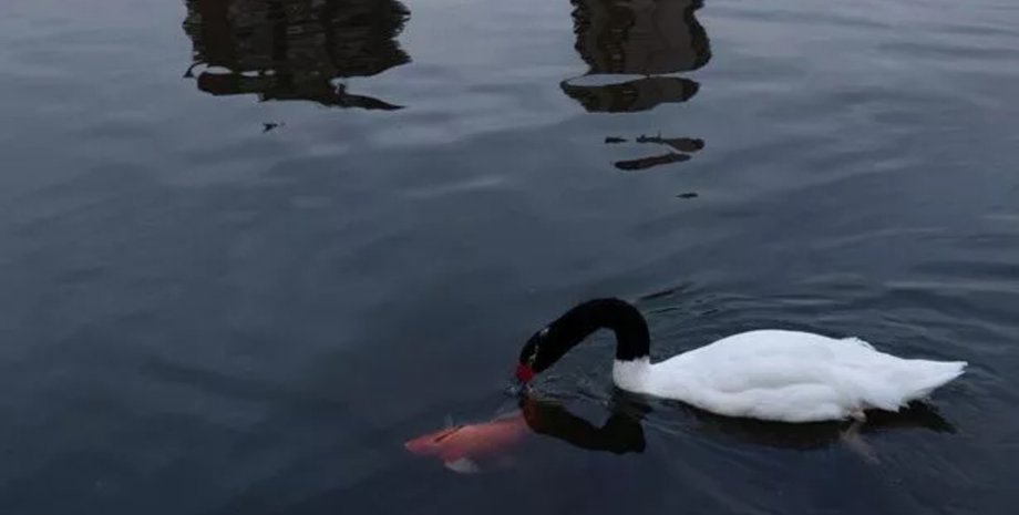 Лебедь напал на мужчину, лебедь, птица, агрессивный лебедь, лебедь-убийца, лебедь "убил" мужчину, ухаживал за лебедями