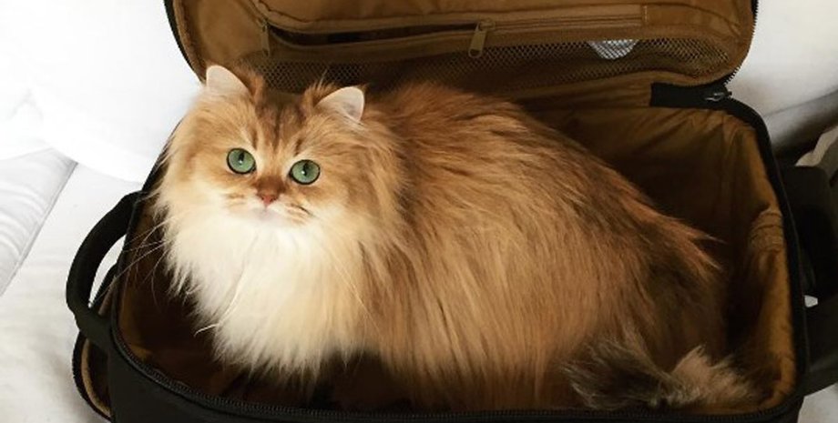 Фото: instagram/smoothiethecat