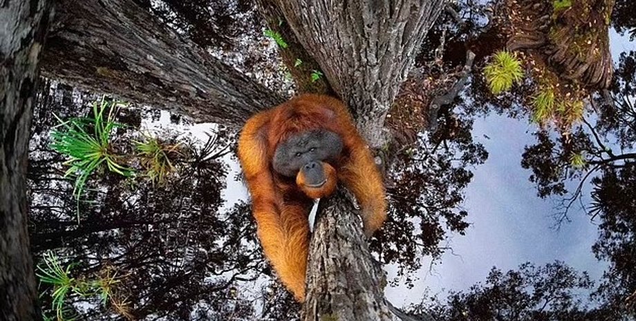 орангутанг, мова орангутангів